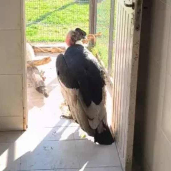 “Puriq”, el condor encontrado en San Lorenzo sin poder volar, sigue bajo chequeo médico en la Universidad Católica de Salta