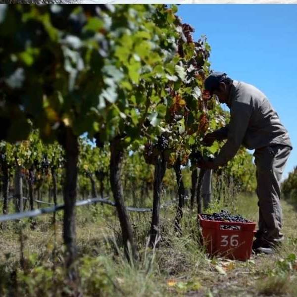 Alarma en el sector vitivinícola: Por la crisis cae el consumo de vino salteño y quedan uvas sin cosechar