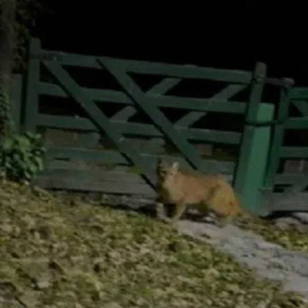 Sacaron fotos a un Puma a pocas cuadras del centro de Campo Quijano