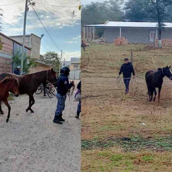 ¡Peligro en las calles y rutas! La Policía de Salta secuestró 7 animales sueltos antes de que provocaran un accidente