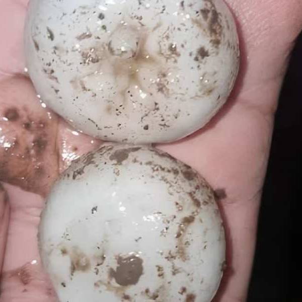 Granizo gigante y fuertes tormentas afectaron en las últimas horas a más de 10 provincias de la Argentina
