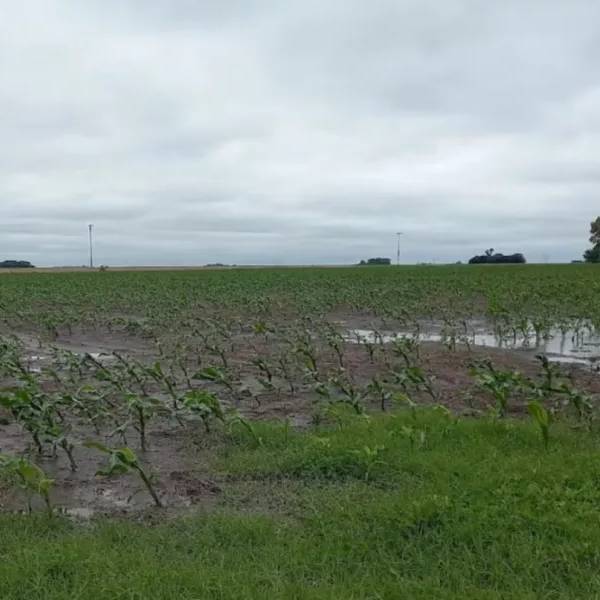El Gobierno de Salta declaró la emergencia y desastre agropecuario para productores frutihortícolas de Colonia Santa Rosa