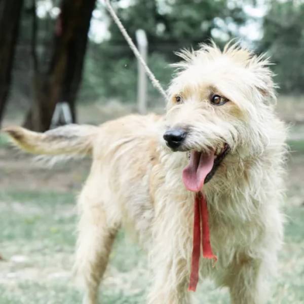 Una familia salteña adoptó a Benji, un perro adulto que buscó un hogar por años