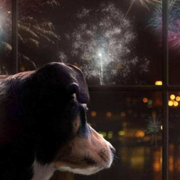 La Asociación Protectora de Animales de Salta advirtió que al menos 62 perritos se perdieron durante la Navidad por la pirotecnia