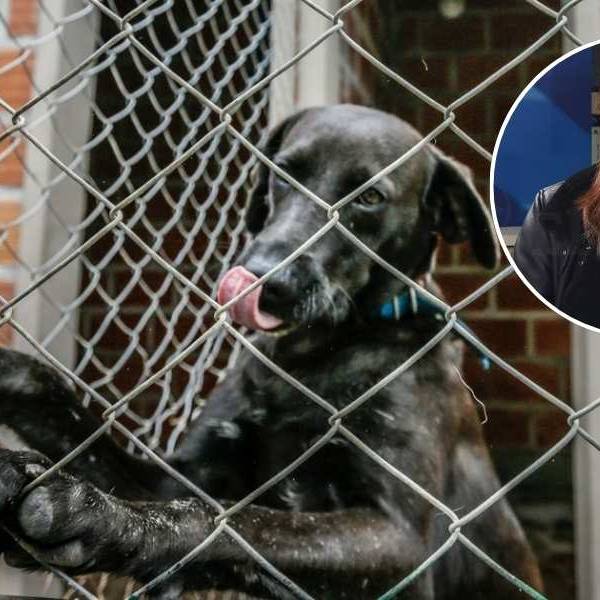 “Hay muchísimo maltrato animal”: Salta necesita una fiscalía especializada en este tema