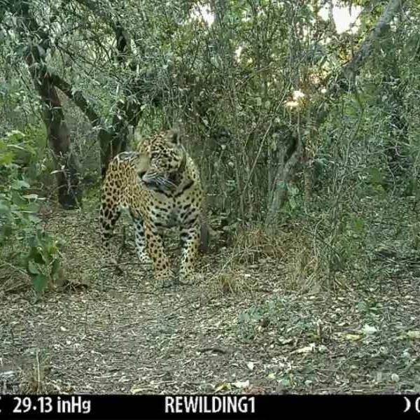 Una Fundación estima una población de 250 yaguaretés en Argentina, 60 habitan en Salta