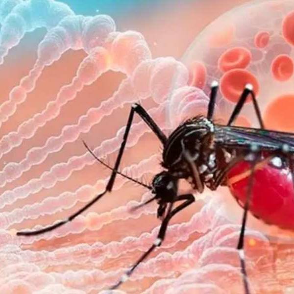 En los últimos meses confirmaron 2.440 casos de chikungunya en Salta: El 95% se dieron en San Martín, Orán y Anta