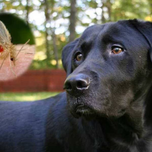 En lo que va del 2025 se notificaron 75 casos de leishmaniasis visceral canina: Una afección grave para los humanos