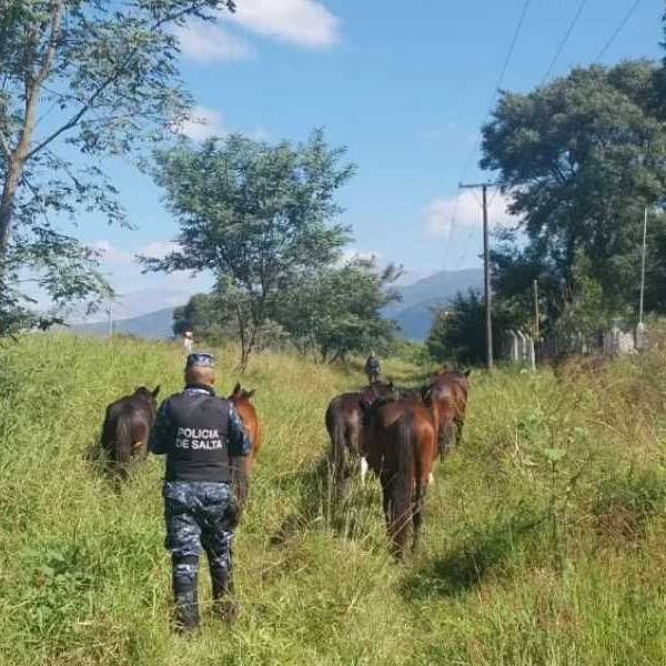 Un salteño irá a juicio por dejar caballos sueltos que causaron una muerte en la ruta 34