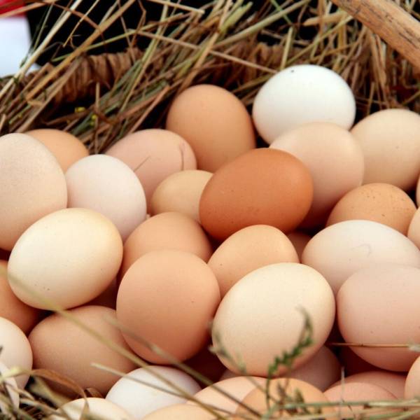 Aumentó el consumo de huevos en Argentina: “Es una alternativa económica y nutritiva pero no le ponga mermelada