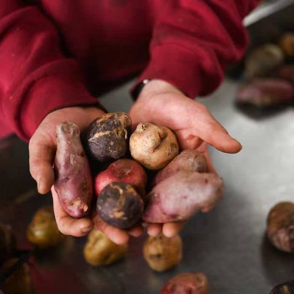 Iruya entre dos realidades: cae el turismo y la comunidad de Colanzulí se refugia en el cultivo de papines