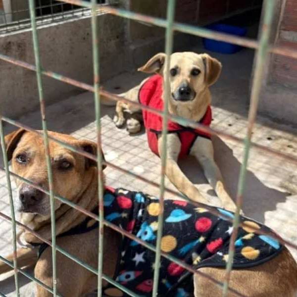 Perros extraviados durante la Fiesta del Milagro: continúa la búsqueda de sus familias