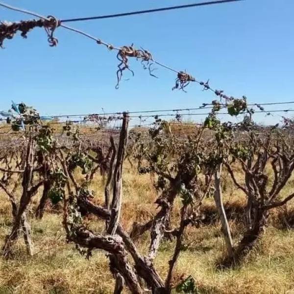 Golpe a la producción del Valle: Solicitan Emergencia y Desastre Agropecuario para Cafayate, San Carlos, Molinos y Cachi