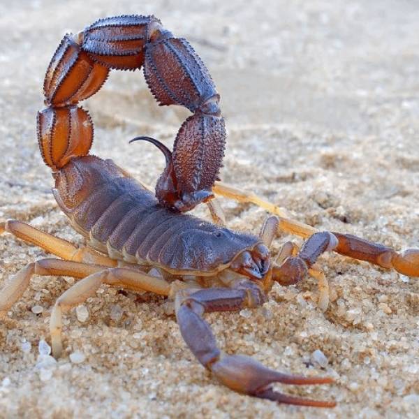 ¡Alerta! En Salta se registraron 477 picaduras de alacranes en lo que va del año