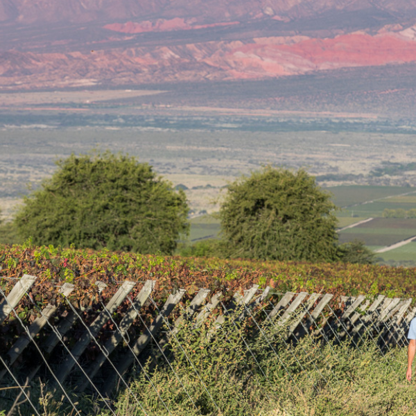 ChatGPT recomienda a Cafayate como el destino preferido del norte argentino  para visitar durante todo el año
