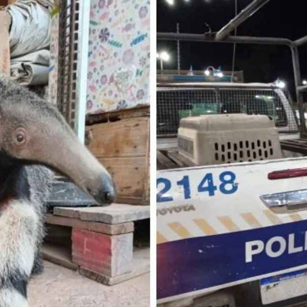 Rescataron a un oso hormiguero del patio de una vivienda en la ciudad de Pichanal