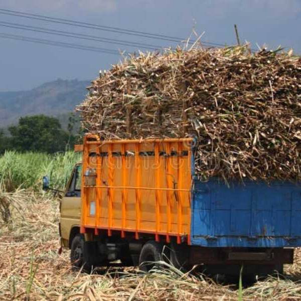 Denuncian contrabando de caña de azúcar desde Salta a Bolivia: 30 camiones cruzan a diario sin control