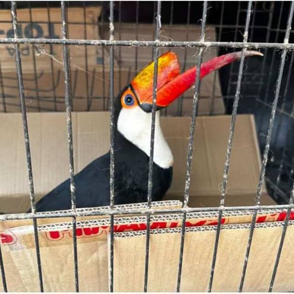 ​Crueldad animal en el norte de Salta: le fracturan el pico a un tucán