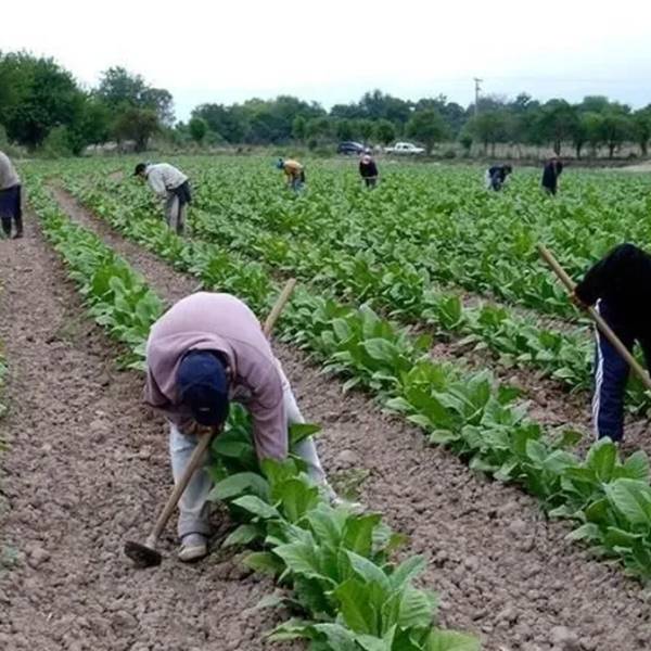 Menos rentabilidad, más incertidumbre: el duro momento que atraviesa Chicoana por la crisis del tabaco