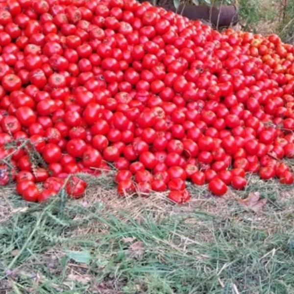 La crisis de los productores hortícolas salteños llegó  al Senado de  la Nación: 
