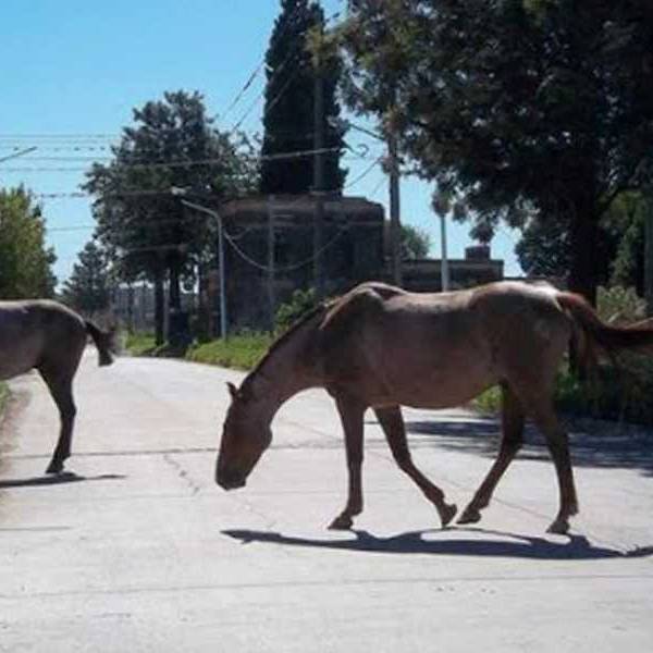 Otra vez animales sueltos en rutas salteñas causaron un nuevo accidente: Un motociclista resultó herido