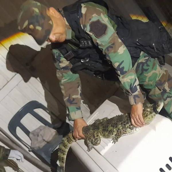 ¡Sorpresa en la zona oeste de la ciudad de Salta! Encontraron un yacaré de más de un metro en una casa
