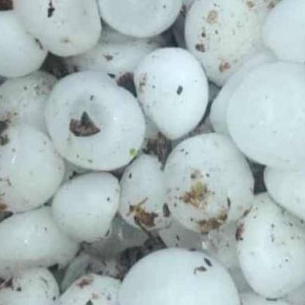 Por el granizo, un productor tabacalero de Rosario de Lerma perdió su producción: 