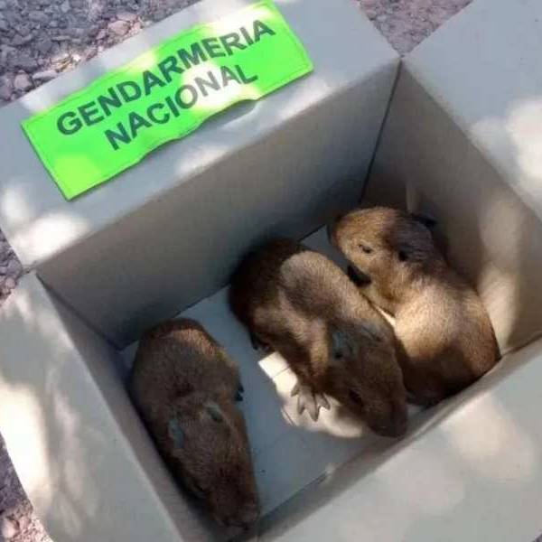 Atados, faenados y desprotegidos: La alarmante ola de maltrato a carpinchos adultos y sus crías que moviliza a la comunidad salteña