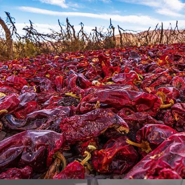 Más de 100 hectáreas de hortalizas en Payogasta resultaron afectadas por granizo: 