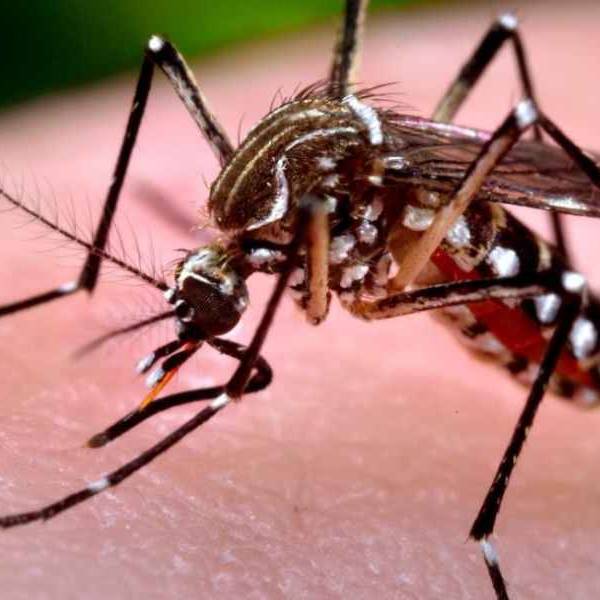 Salta registra un total acumulado de 1.886 casos confirmados de Chikungunya  y 79 probables en lo que va del año