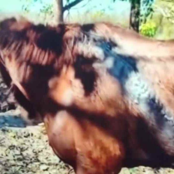 Crueldad animal en Embarcación: Robaron una yegua y la dejaron gravemente herida tras un intento de faena