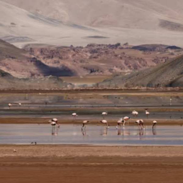 La Puna se viste de rosa: La hermosa postal sobre el regreso de los flamencos a los salares salteños