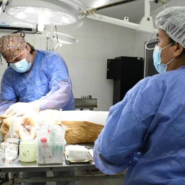 ¡Cuidá a tu mascota! Del 6 al 8 de julio el Móvil de Castración atenderá en barrio Solís Pizarro:  Turnos al 3874565870