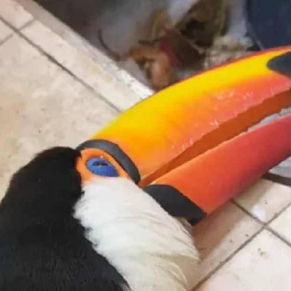En Metán y en Embarcación siguen matando e hiriendo a tucanes