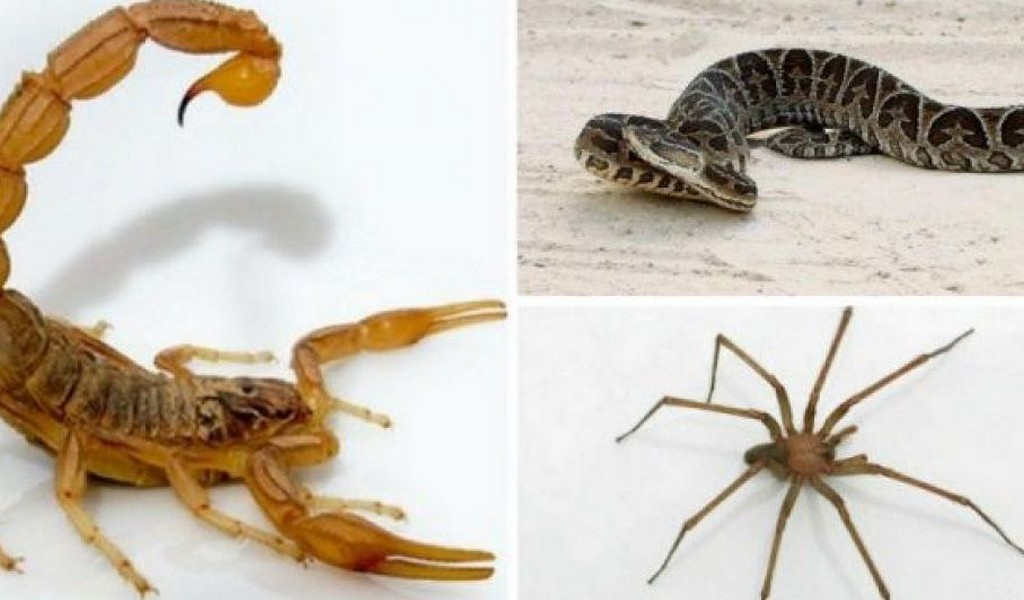 535 Salteños sufrieron picaduras  de alacranes  en lo va del año