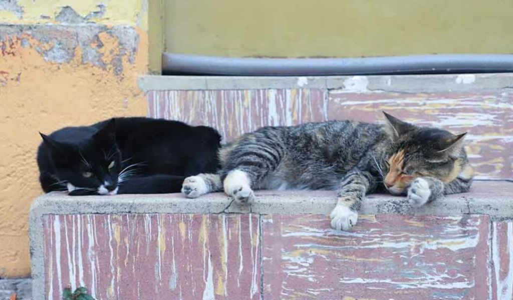En Cachi una turista denunció a una mujer por matar a un gato 