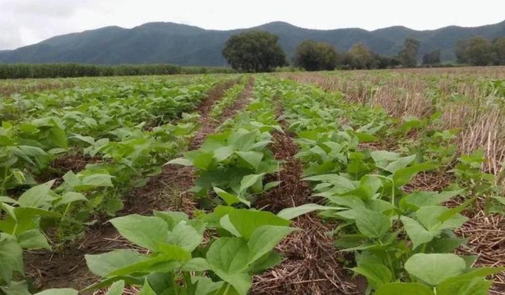 Una empresa vende otro campo en Salta alcanzado por la normativa anti deforestación