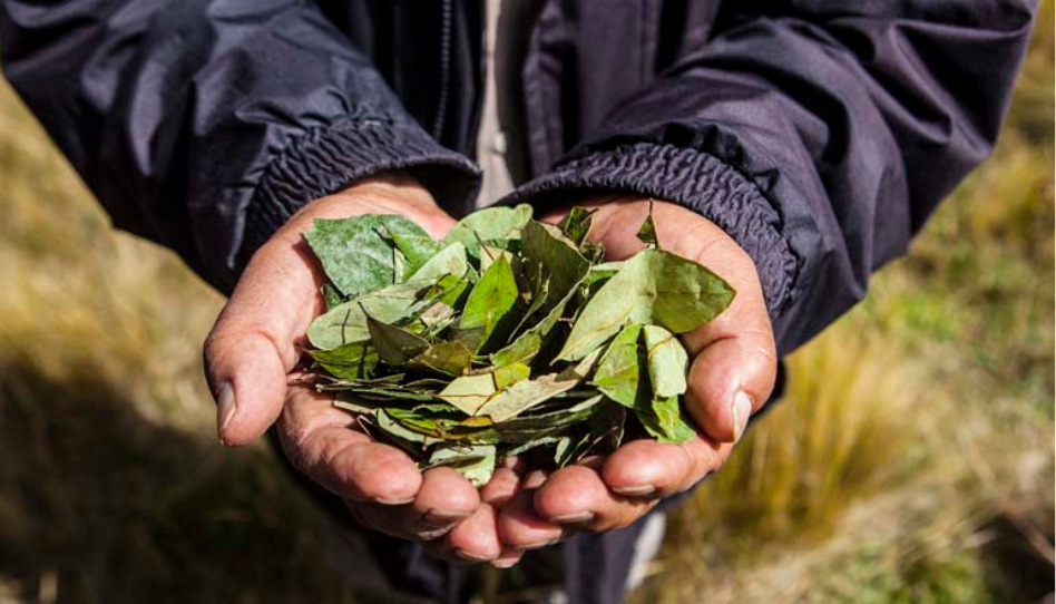 No hay corte en la frontera: Un cuarto kilo de hojas de coca se puede conseguir en Salta entre 6 y 7 mil pesos