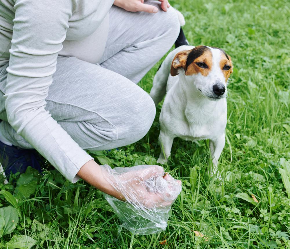 La hidatidosis es una enfermedad parasitaria transmitida por los perros. En Salta se van registrando 14 casos
