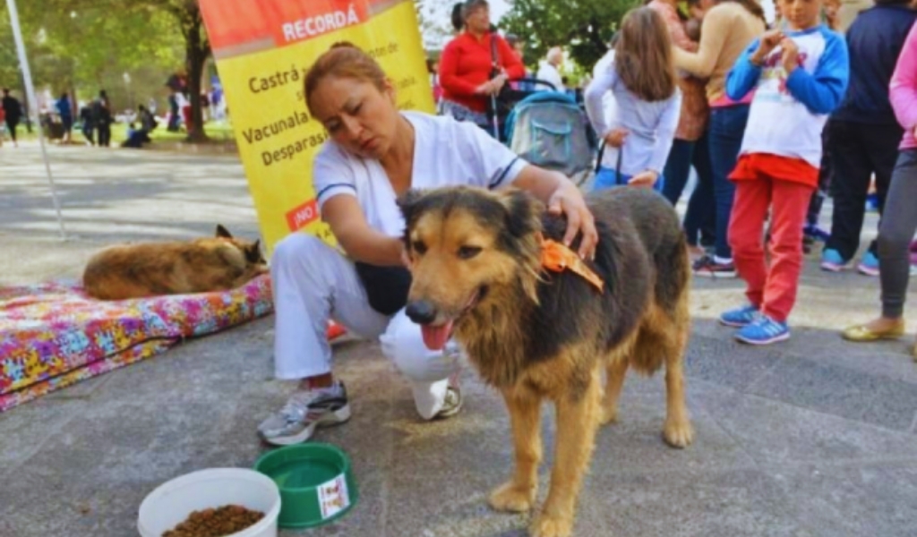 Recomendaciones para los perritos que marchen con las peregrinaciones