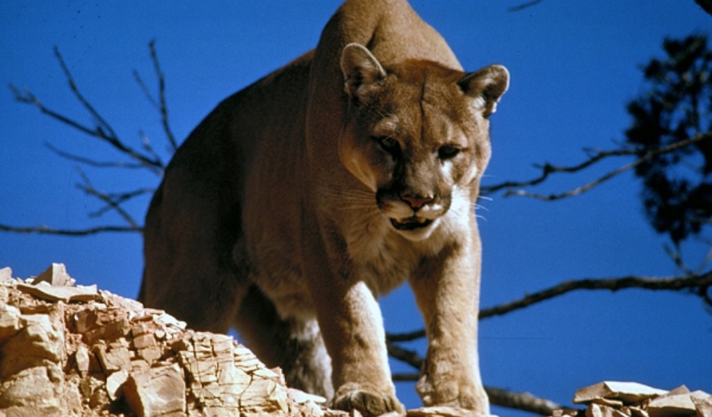 Por primera vez la provincia de Santa Cruz decidió prohibir la caza de pumas, zorro gris y zorro colorado