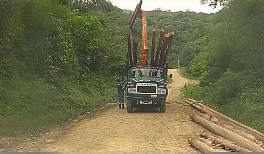 Bolivianos cruzan la frontera y realizan tala ilegal en un paraje de Salta