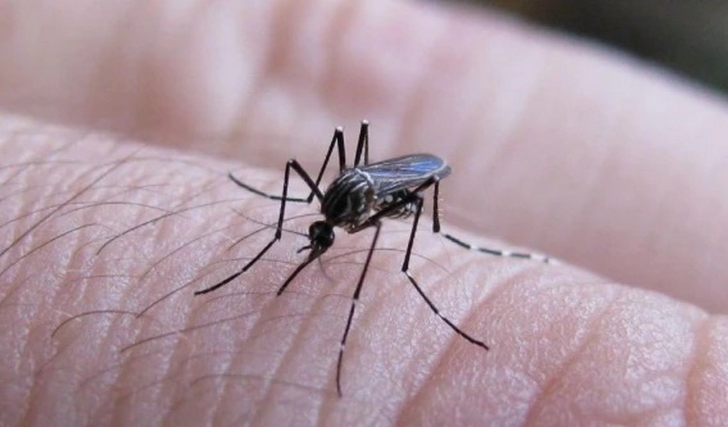 Alerta: Sigue aumentando los casos de dengue en Salta