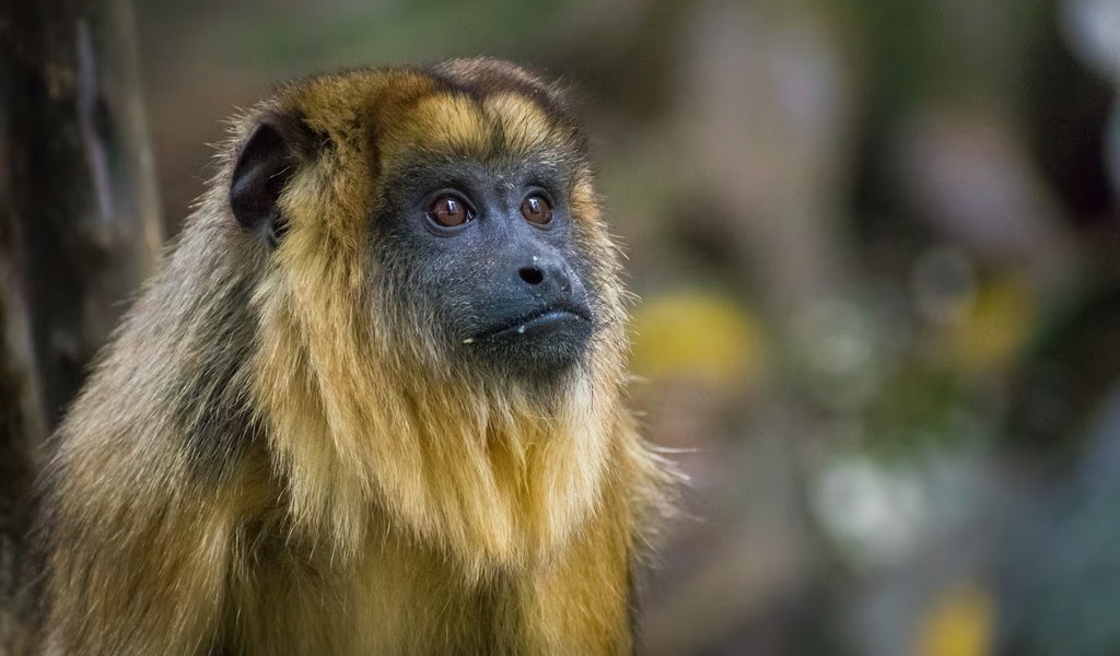 Alertan que una nueva disposición del Gobierno Nacional facilitará el tráfico de fauna
