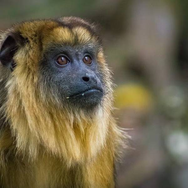 Alertan que una nueva disposición del Gobierno Nacional facilitará el tráfico de fauna