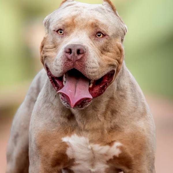 Un perro pitbull mató a una beba de un año en Mar del Plata