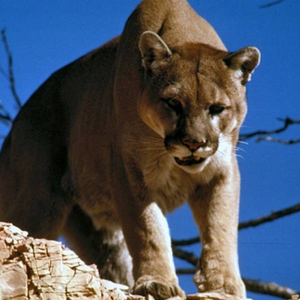 Por primera vez la provincia de Santa Cruz decidió prohibir la caza de pumas, zorro gris y zorro colorado